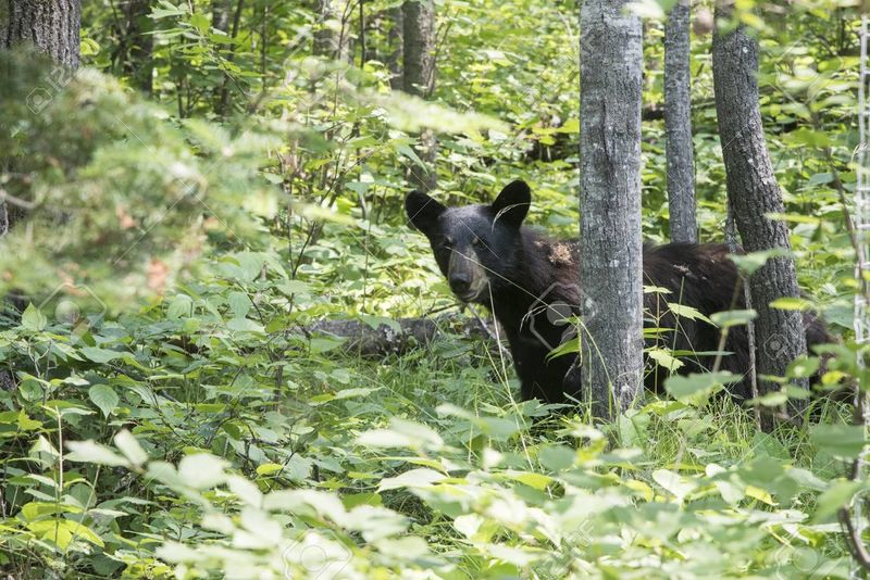 File:101100467-black-bear-in-a-forest-kenora-lake-of-the-woods-ontario-canada.jpg