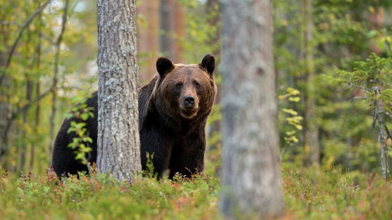 File:A-bear-in-the-woods-1200x675.jpg